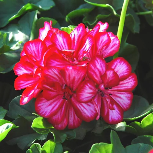 Géranium Lierre à fleurs doubles multicolores. La barquette de 6 plants