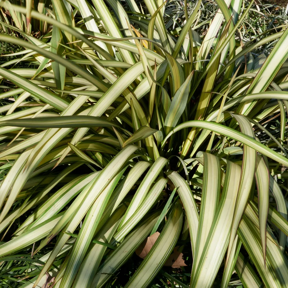Lin de Nouvelle-Zélande tricolore Phormium tricolor