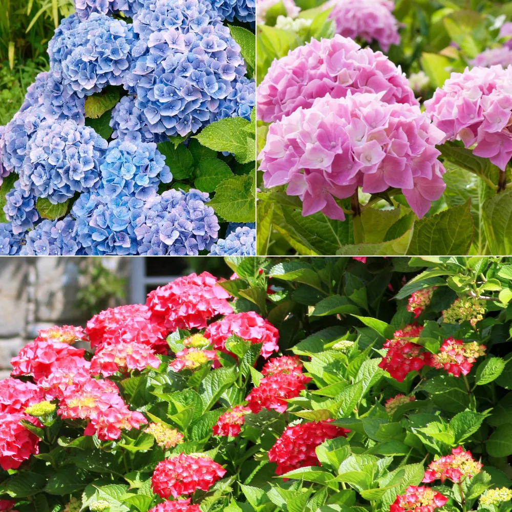 Collection de 3 Hortensias : rouge, bleu, rose Hydrangea macrophylla