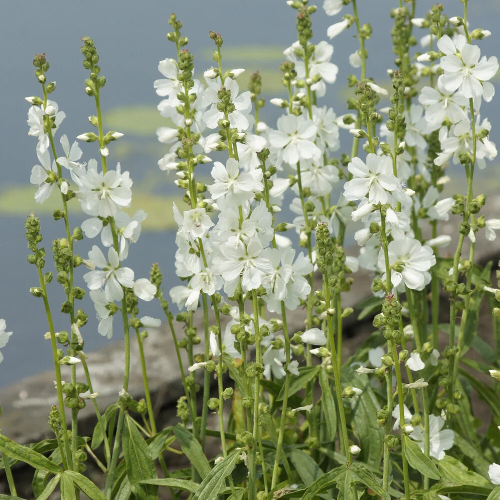 Sidalcea candida Sidalcea candida