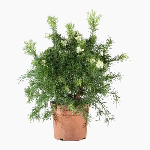 Grevillea Gracilis Alba blanc. Le pot de 7 litres