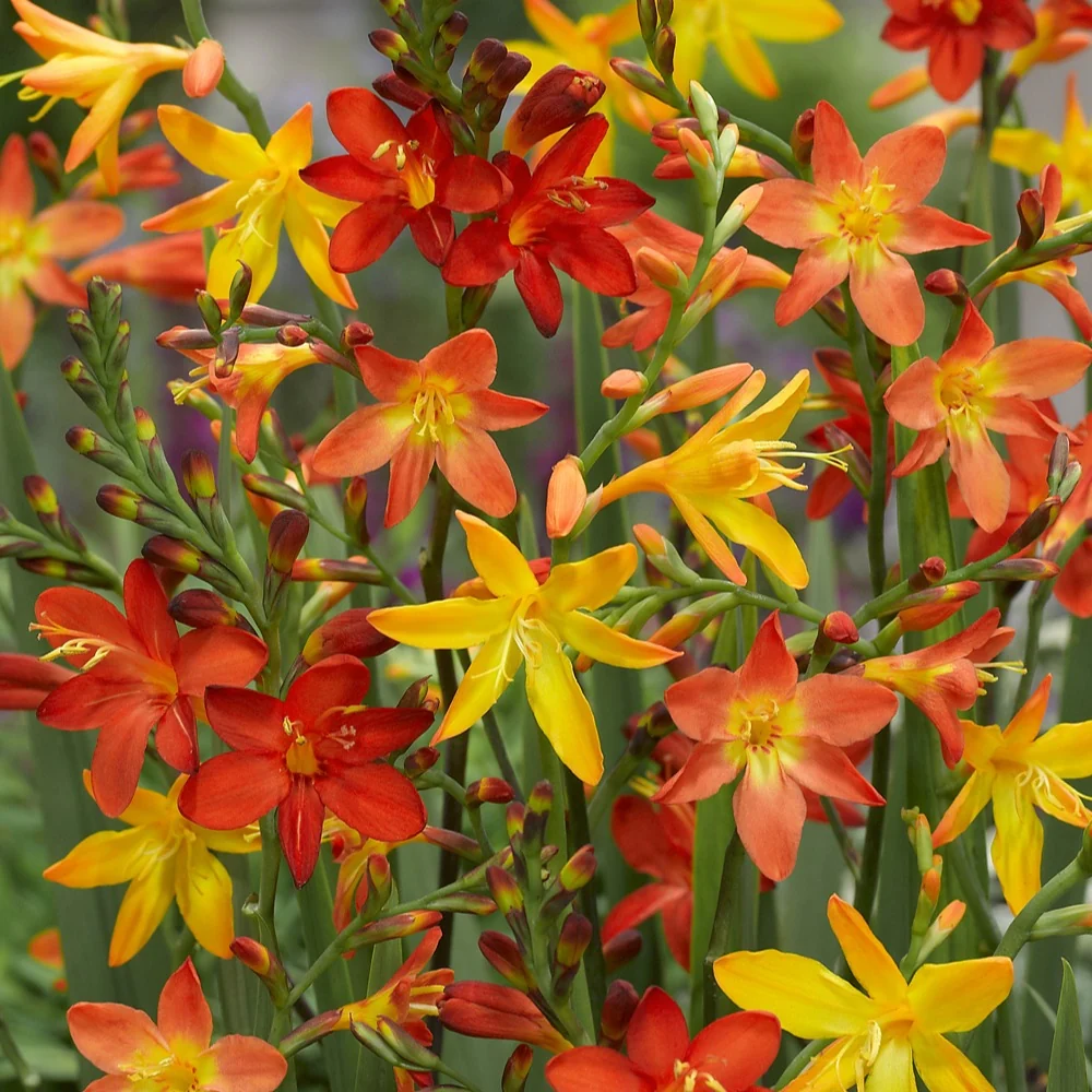 30 Crocosmias en mélange Crocosmia