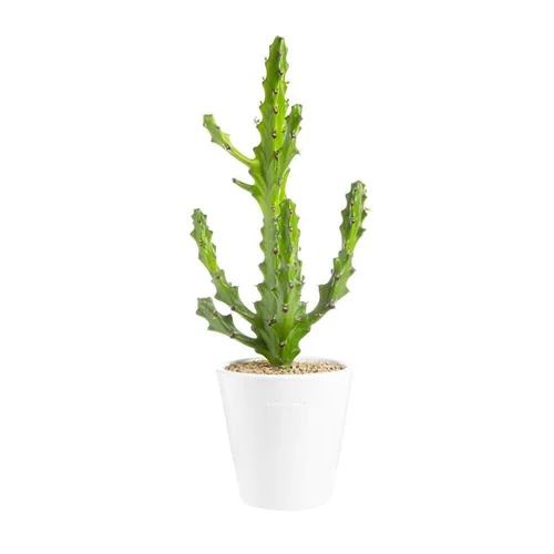 Euphorbia mayuranathanii en pot blanc émaillé H 20 x Ø 20 cm