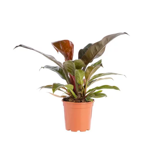 Philodendron Imperial Red pot Ø17xH8 cm