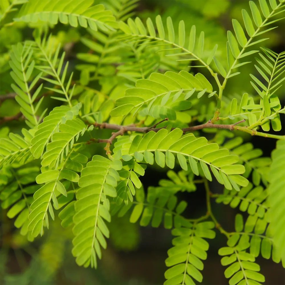 Févier d'Amérique Elegantissima Gleditsia triacanthos Elegantissima
