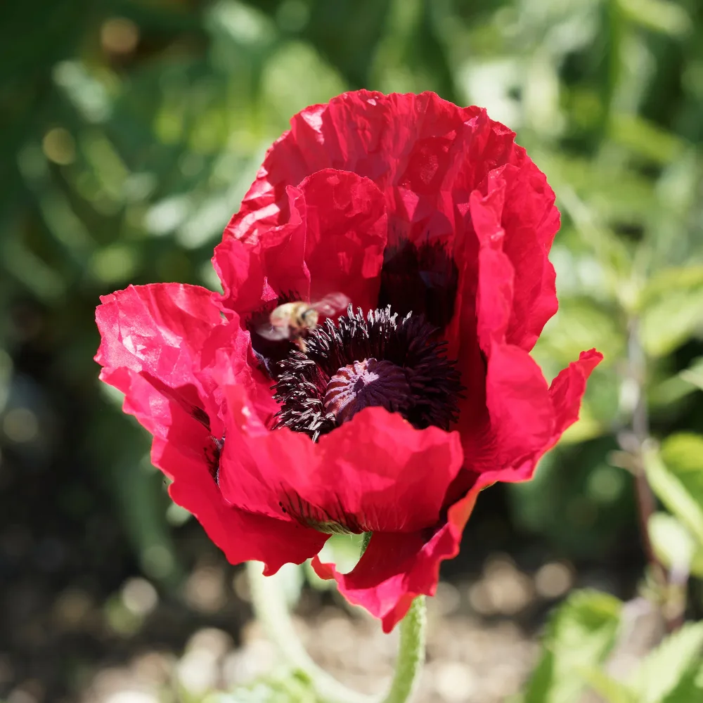 Pavot d'Orient Royal Chocolate Distinction Papaver orientale Royal Chocolate Distinction