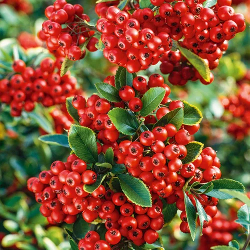 Buisson ardent à baies rouges (Pyracantha). Le pot de 3 litres