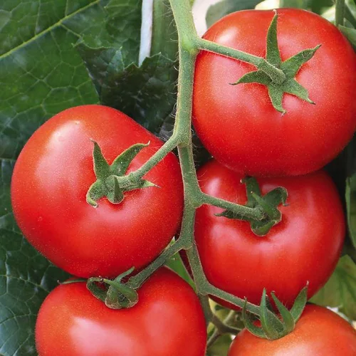 Tomate Ronde Grappe Giolice. Le pot de 9 x 9 cm
