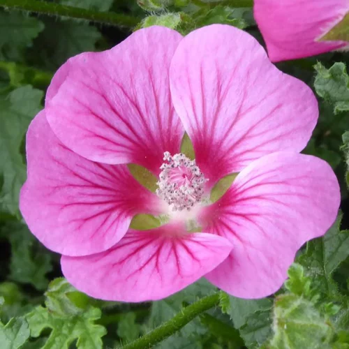 Anisodontéa (Mauve du Cap) à fleurs roses - Le pot de 7,5 litres