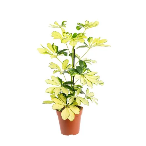 Schefflera Melanie pot Ø13xH45 cm