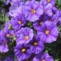 Solanum Rantonnetii - Le pot de 12 litres
