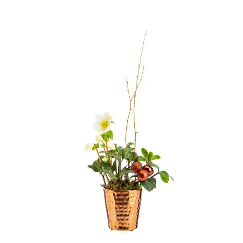 Hellébore en pot cuivre