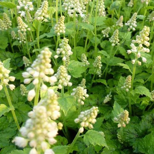 Tiarelle à feuille en coeur Moorgrün Tiarella cordifolia Moorgrün