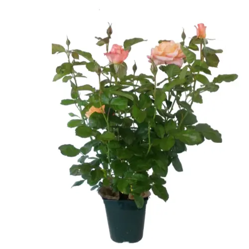 Rosier rose Pick N Go®. Le pot de 5 litres