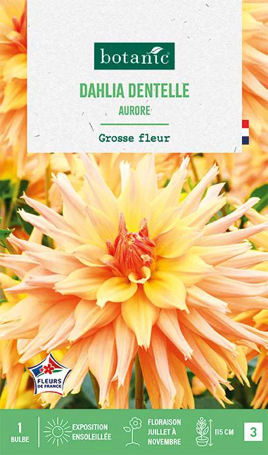 Bulbe de fleurs Dalhia cactus Aurore botanic® - 1 bulbe