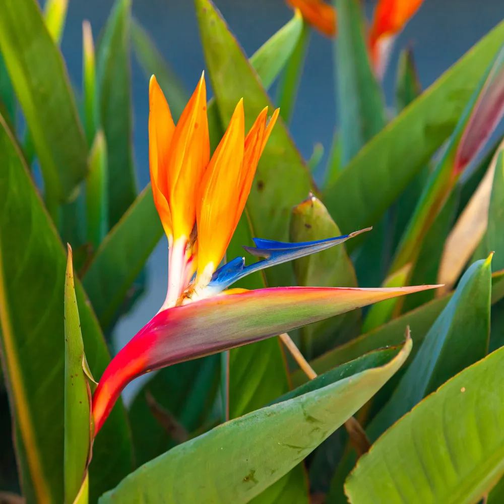 Oiseau du paradis Strelitzia Strelitzia reginae