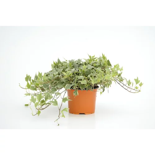 Lierre Whitre Ripple - Le pot diam 12 cm
