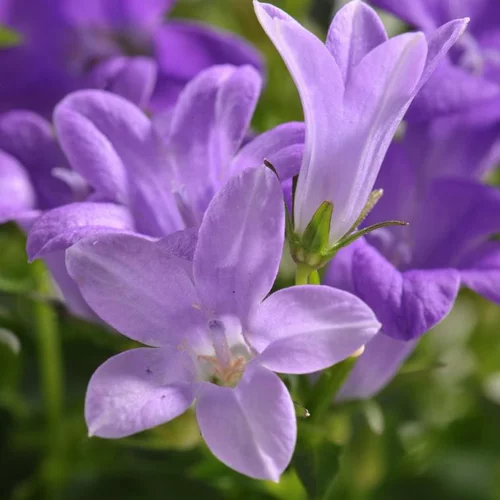 Campanule à fleurs bleues - Le pot Ø 17 cm