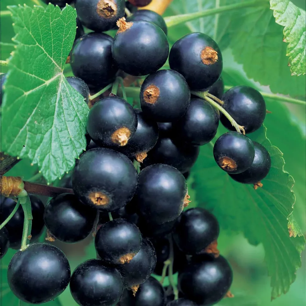 2 Cassissiers Neva ® Chereshnevas Ribes nigrum neva ® chereshnevas