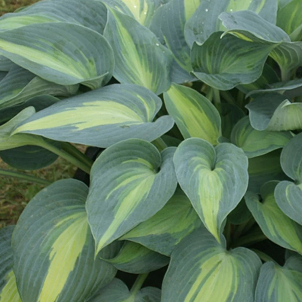 Hosta Catherine Hosta catherine