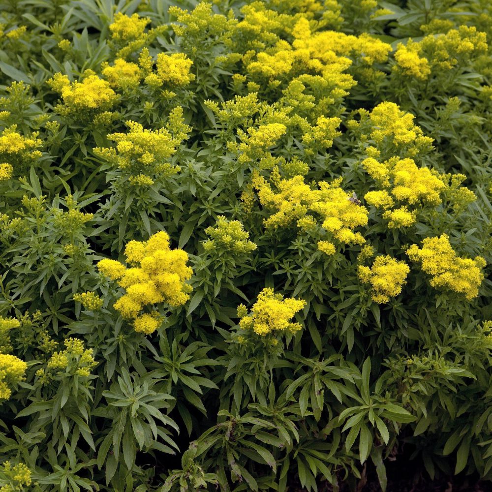 Solidago Golden Dwarf Solidago Golden Dwarf