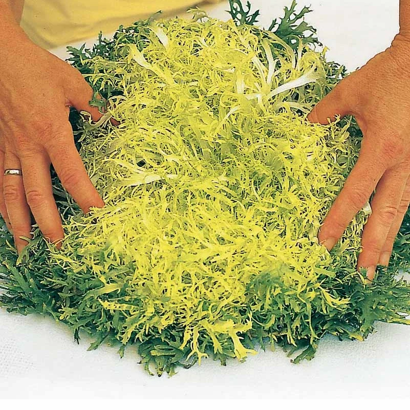 Chicorée frisée Gloire de l'Exposition Cichorum endivia gloire de l'exposition