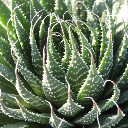 Aloé aristata. Le pot de 3 litres
