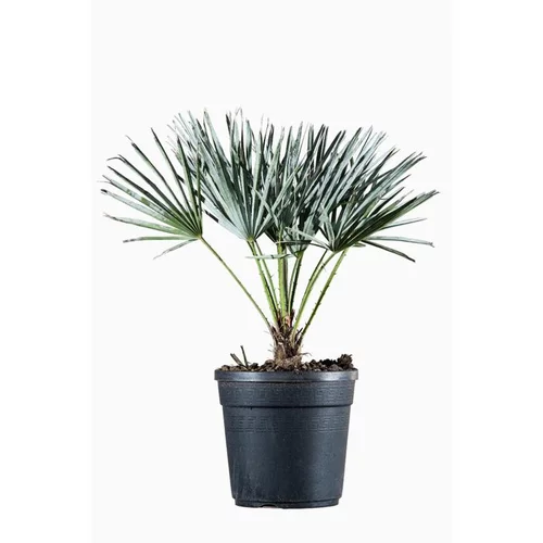 Palmier nain (Chamaerops Cerifera). Le pot de 3 litres