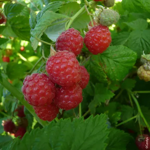 Framboisier Délice de framboise bio botanic® rouge. Le pot de 2 litres