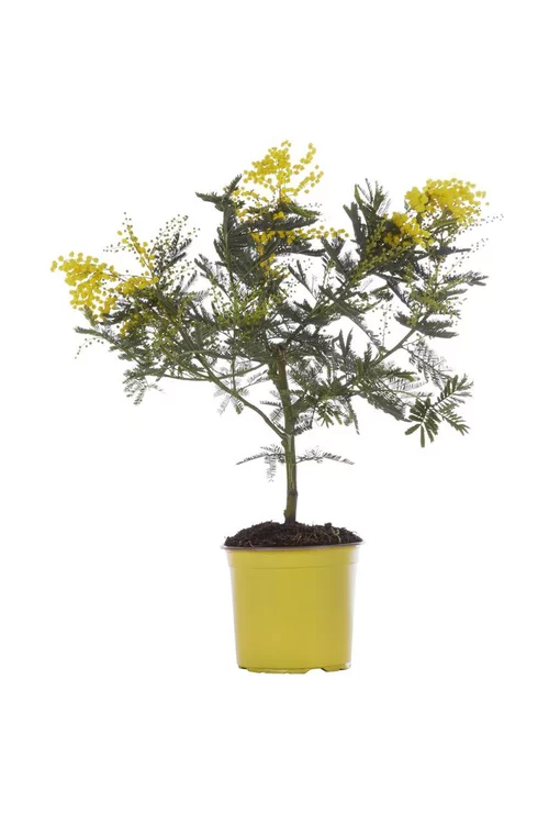 Mimosa (ACACIA DEALBATA) Le pot de 5 litres