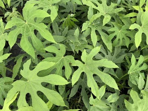 Aralia green fingers®. Le pot de 5 litres