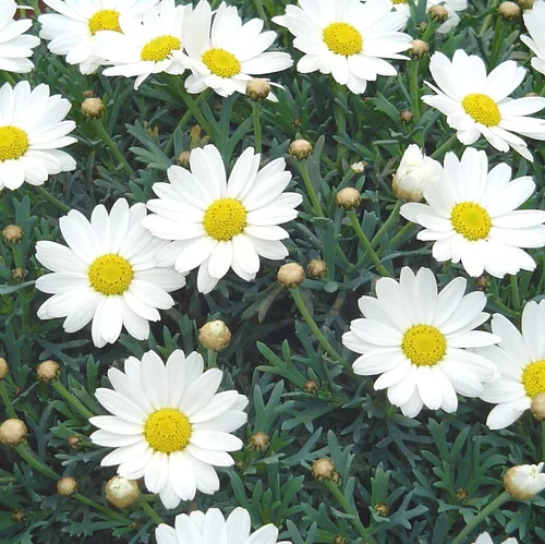 Anthemis Blanc. Le pot de 14 cm