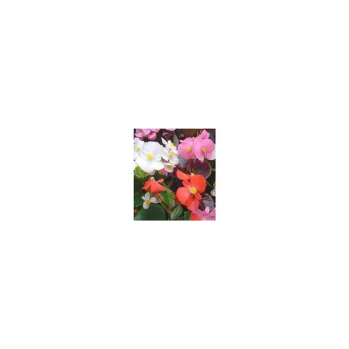 Bégonia semperflorens - La jardinière de 40 cm