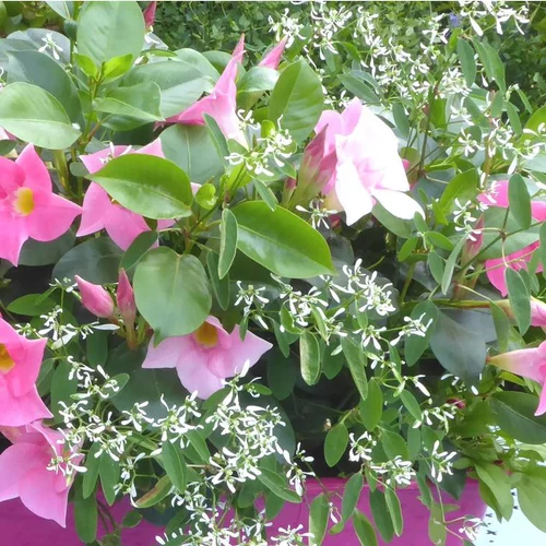Dipladenia et Summer Snow - La suspension de 27 cm