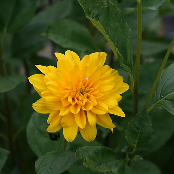 6 x Soleil vivace 'Soleil d'Or' – Helianthus 'Soleil D'Or' | godet 9cm x 9cm