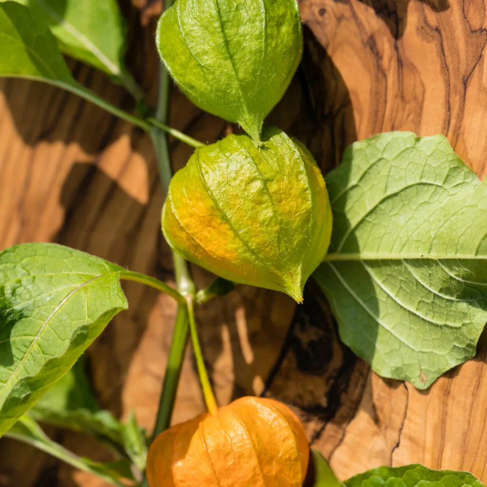 3 Plants de Coqueret du Pérou Physalis peruviana