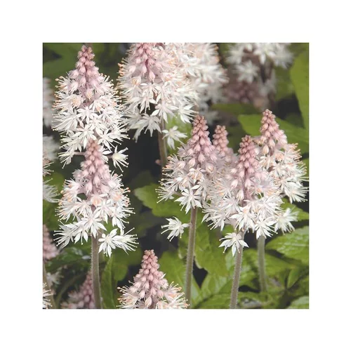 Tiarella Pink Torch - Le pot de 1 litre