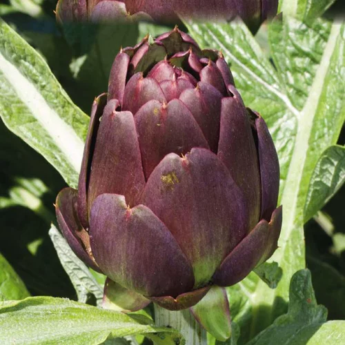 Artichaut Violet Amethyst Bio. Le pot de 1 litre