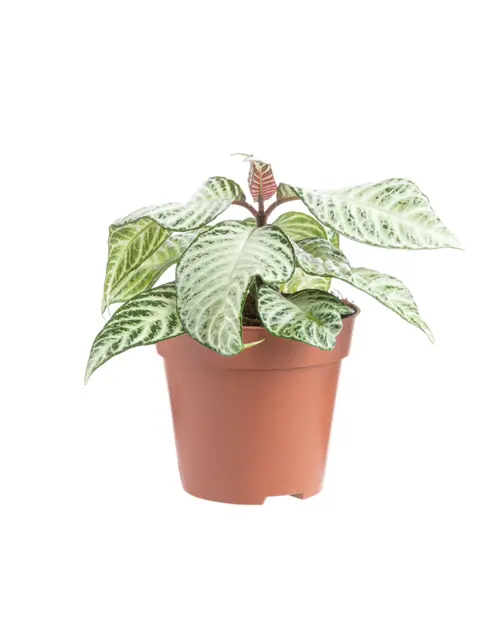 Aphelandra White Wash (Plante zèbre) multicolore. Le pot Ø 14 cm