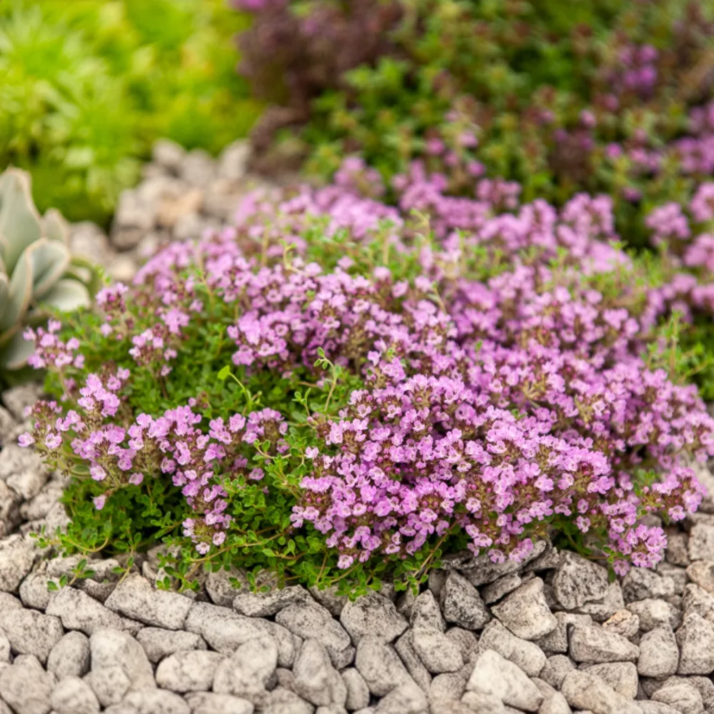 Thym précoce Bressingham Thymus praecox Bressingham