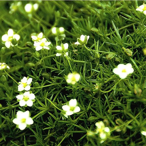 Sagina Subulata Scottish Moss - Le pot de 4 litres