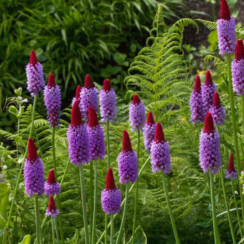 Primevère des marais Primula vialii