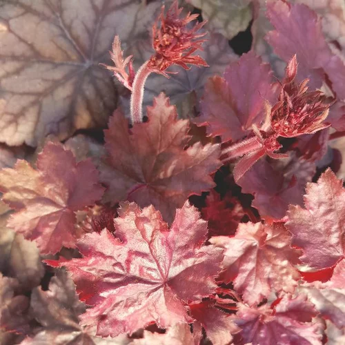 Heuchère ou Désespoir du peintre à fleurs multicolores - Le pot de 0,5 litre