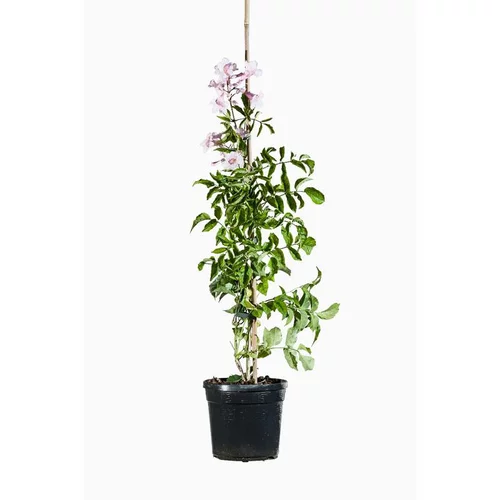 Podranea ricasoliana contessa sara coloris vert. Le pot de 3 litres