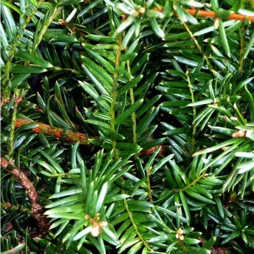 Taxus Baccata David en pot de 2,5 L
