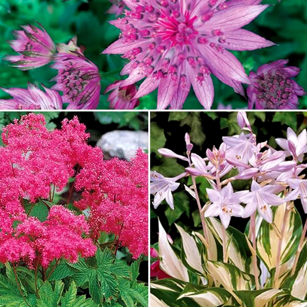 Collection de 8 plantes vivaces roses pour un jardin d'ombre Filipendula purpurea elegans, astrantia major rosea, hosta