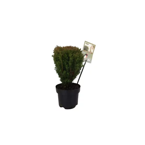Thuya Occidentalis Teddy en pot de 2 L