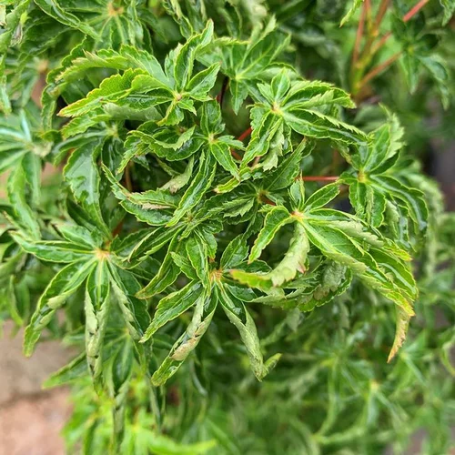 Acer Palmatum Shishigashira - Le pot de 15 litres