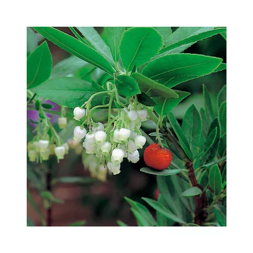 Arbousier (Arbutus Unedo). Le pot de 7 litres