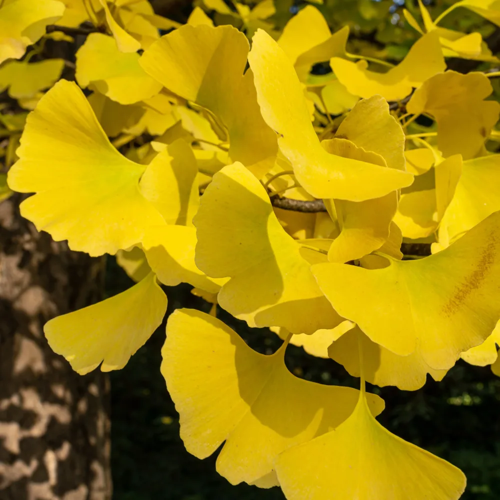 Arbre aux 40 écus - Ginkgo biloba Ginkgo biloba